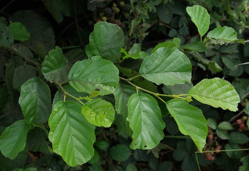 feuille