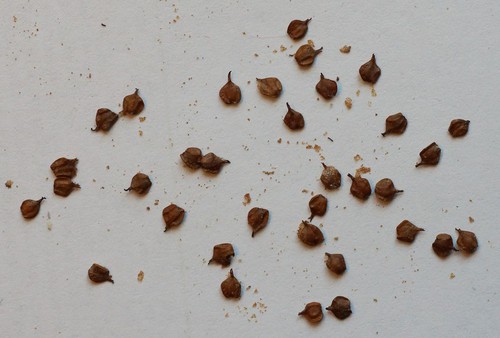 fruit