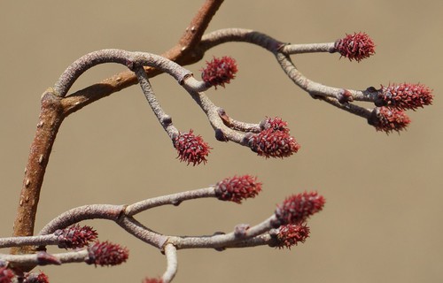 inflorescence femelle