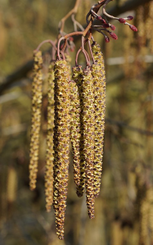 inflorescence mâle