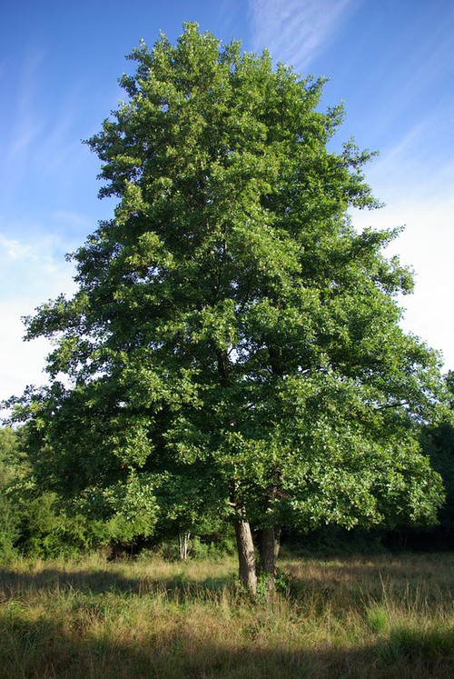 Plante entière