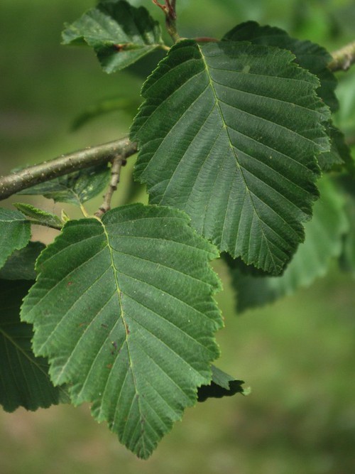 feuille