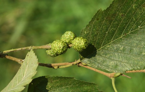 inflorescence femelle