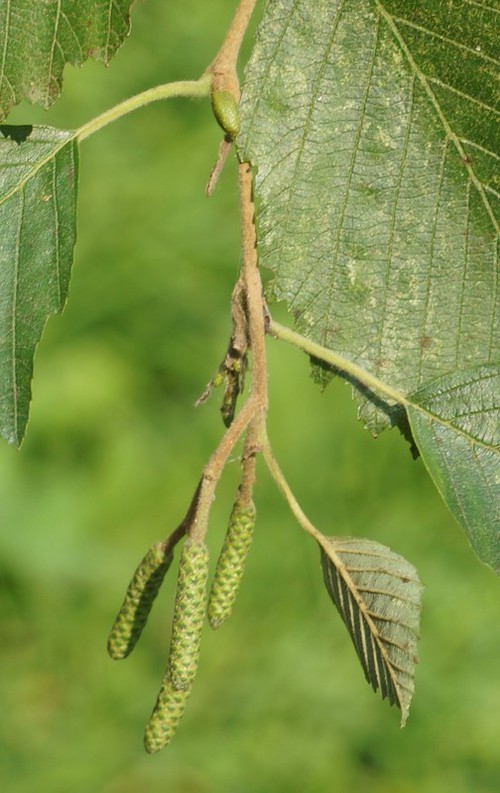 inflorescence mâle
