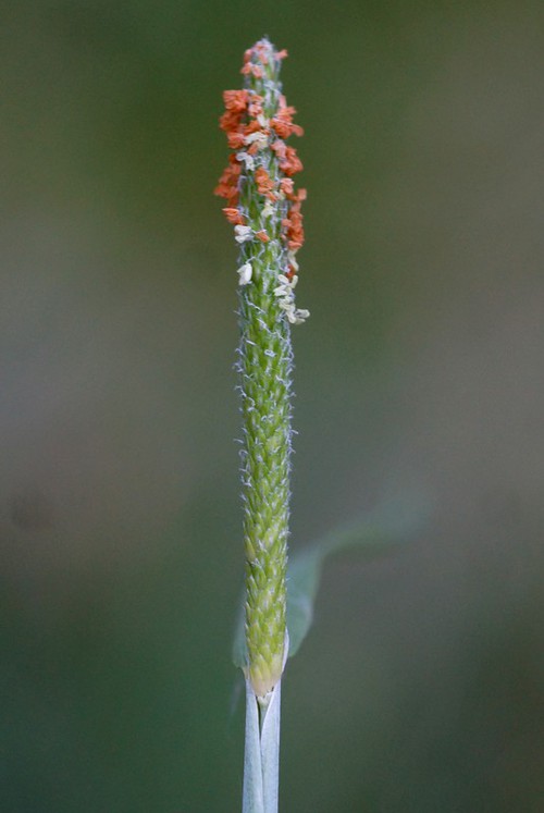détail inflorescence