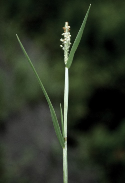 feuille