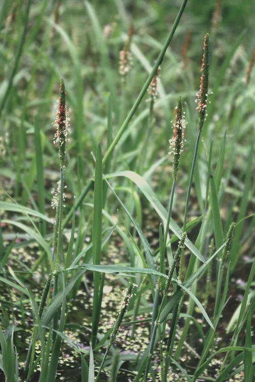 Plante entière