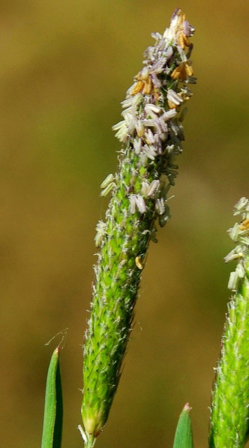 détail  inflorescence