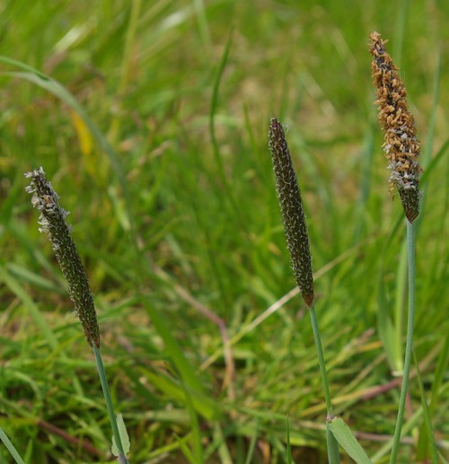 inflorescence
