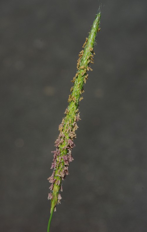 détail inflorescence