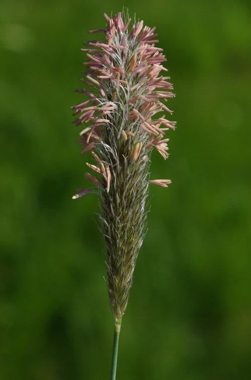 détail inflorescence