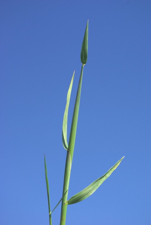 feuille