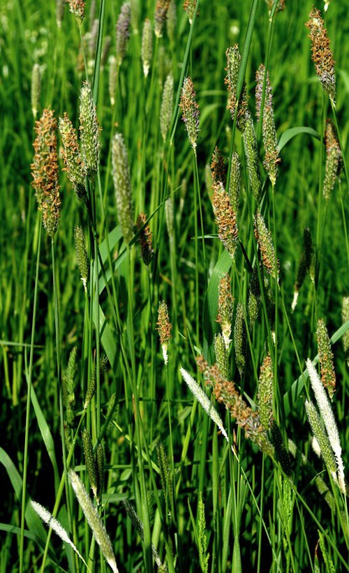 inflorescence