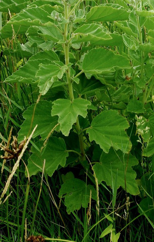 feuille
