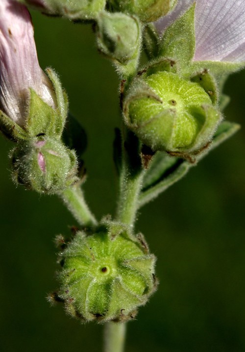 fruit