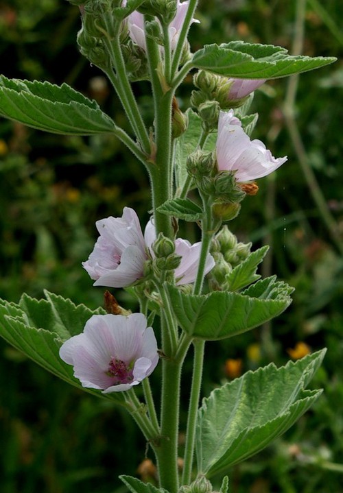 inflorescence