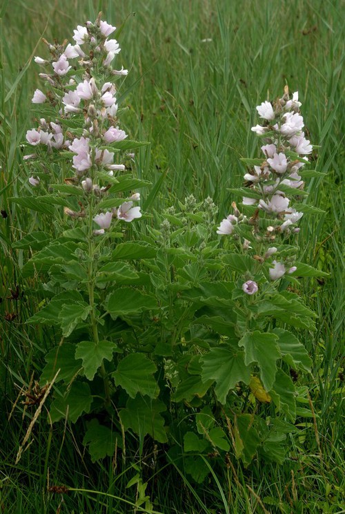 Plante entière