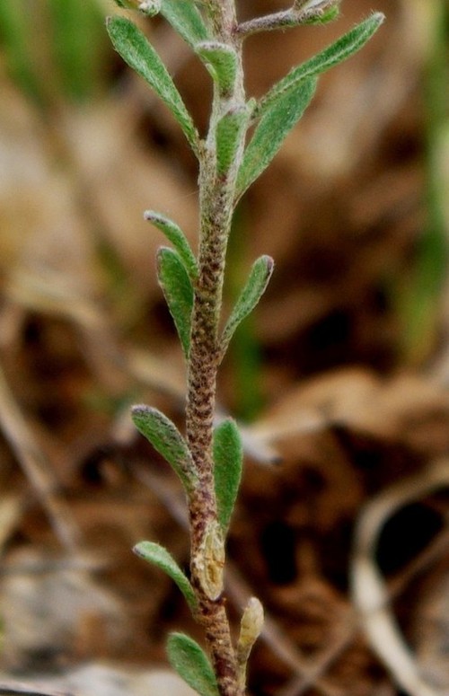 feuille