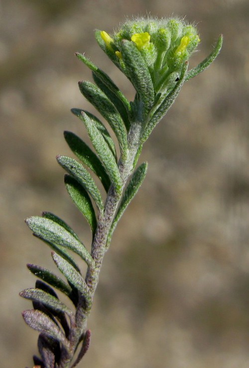inflorescence