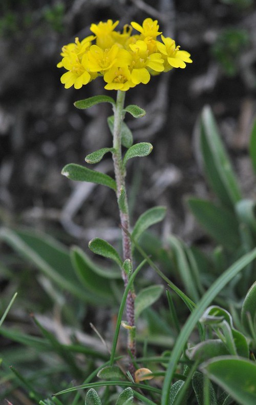 Plante entière
