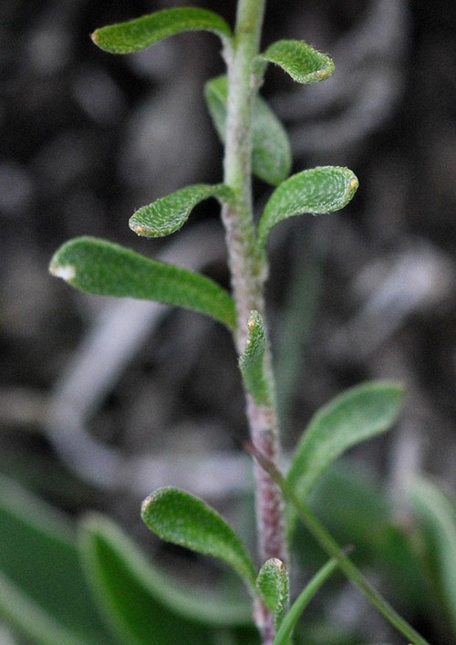 feuille