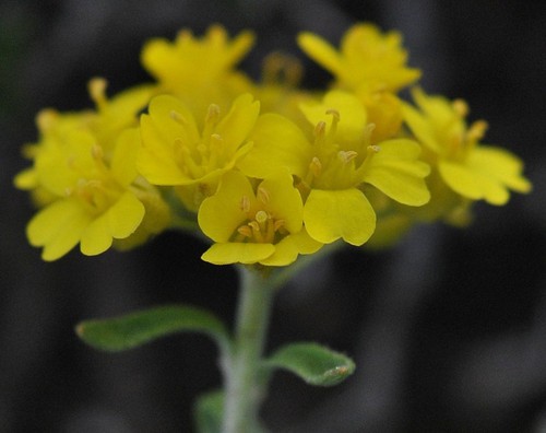 inflorescence