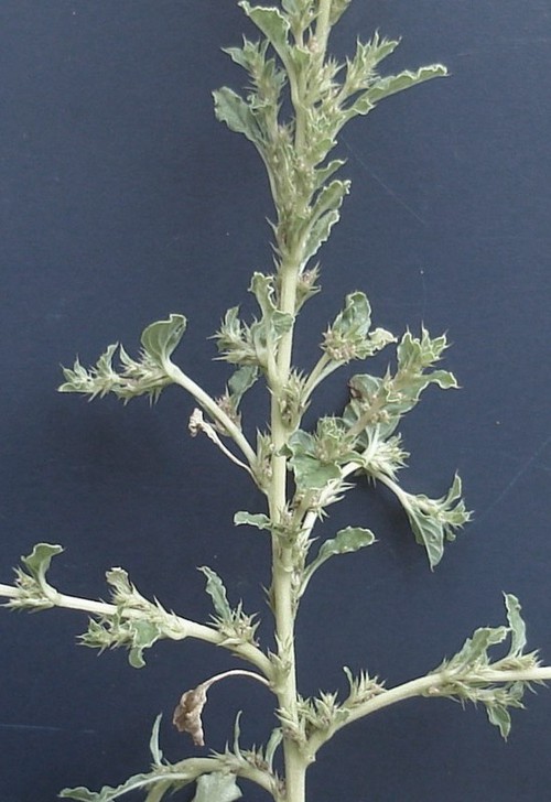 inflorescence