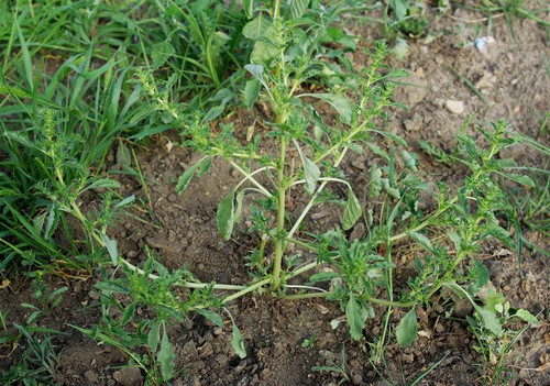 Plante entière