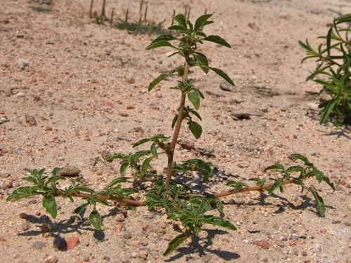 Plante entière