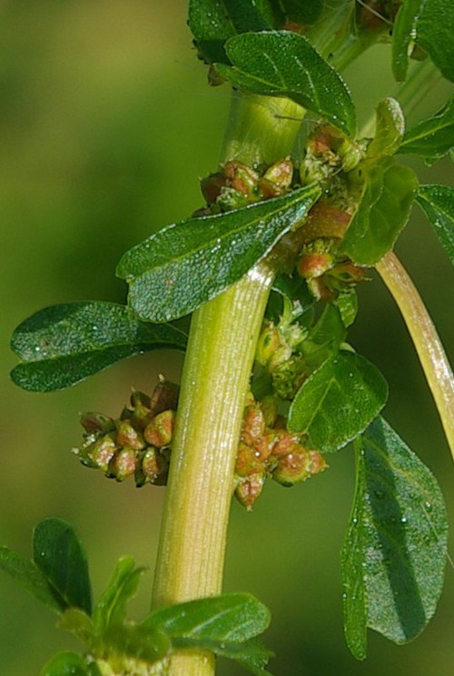 fruit