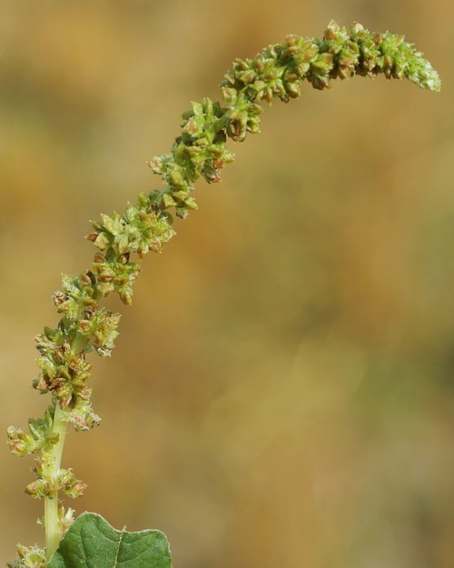 inflorescence