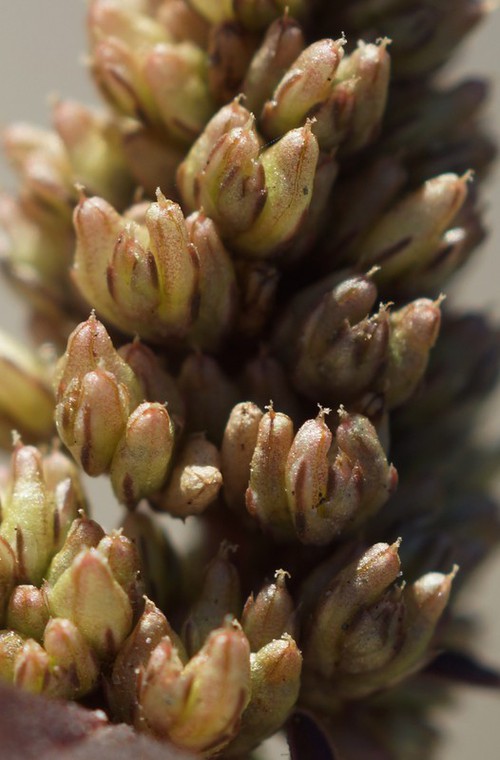 détail fruit