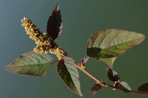 feuille