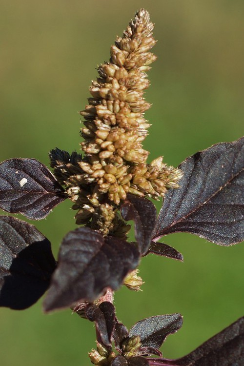 inflorescence