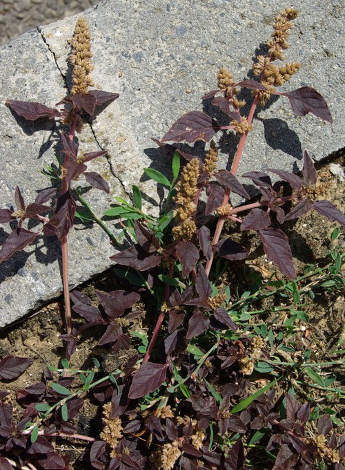Plante entière