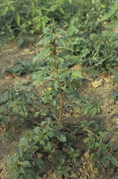 Plante entière