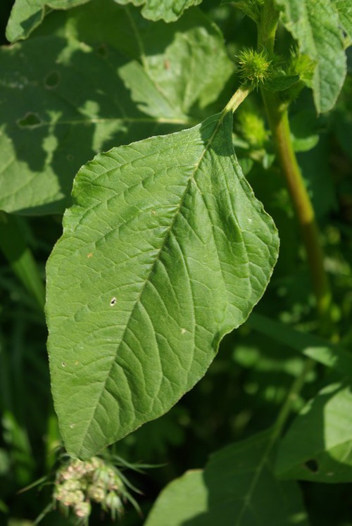 feuille