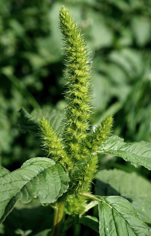 inflorescence