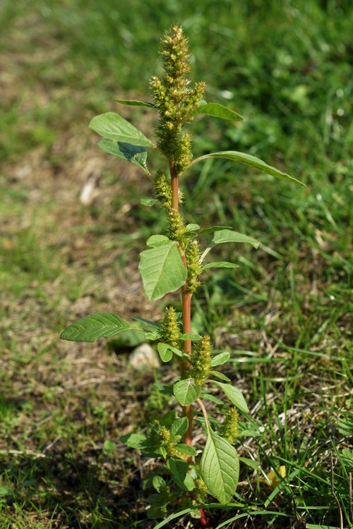 Plante entière