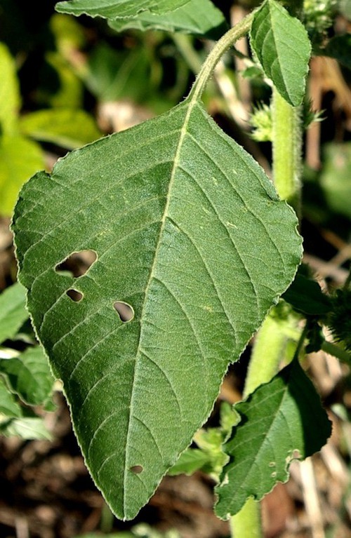 feuille