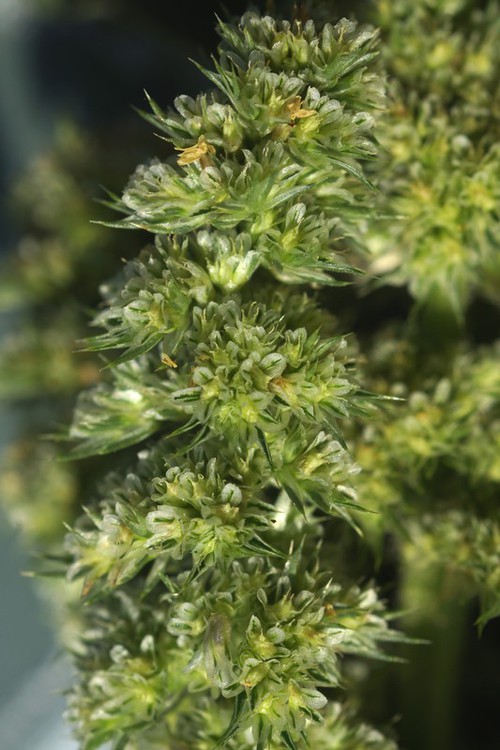 inflorescence