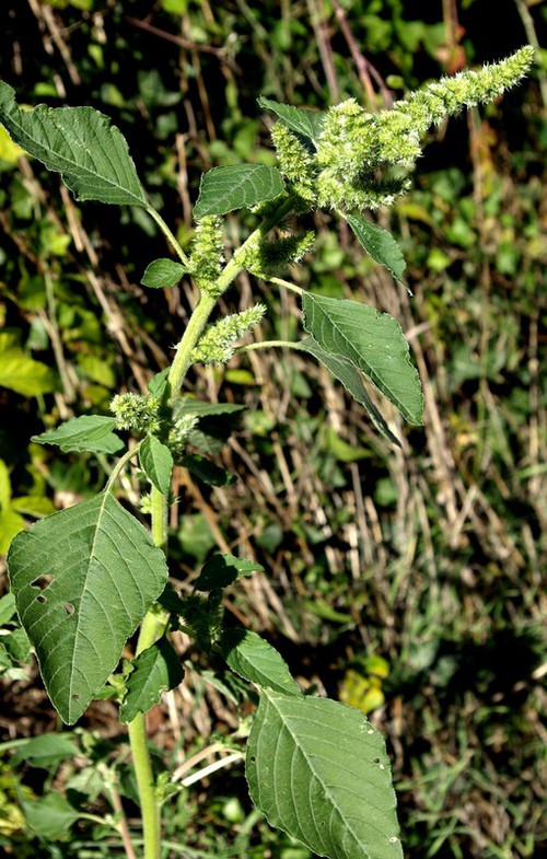 Plante entière