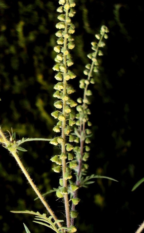 détail fleurs mâles