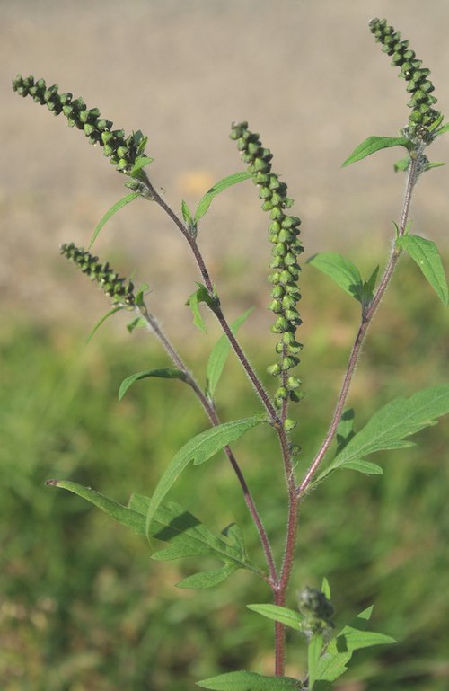 inflorescence mâle