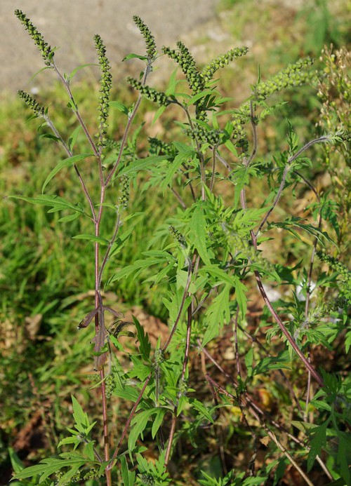 Plante entière