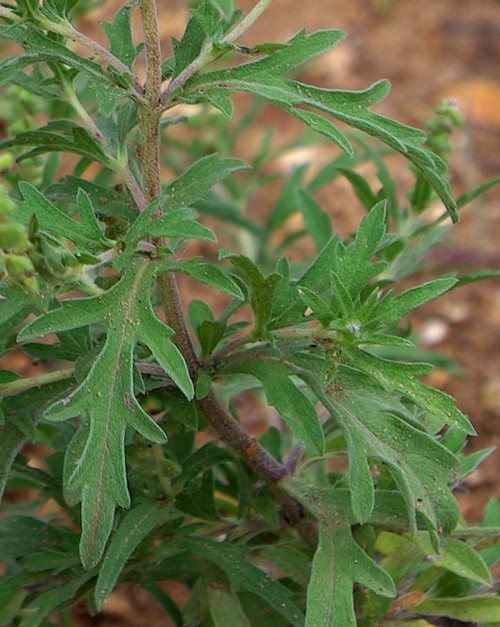 feuille