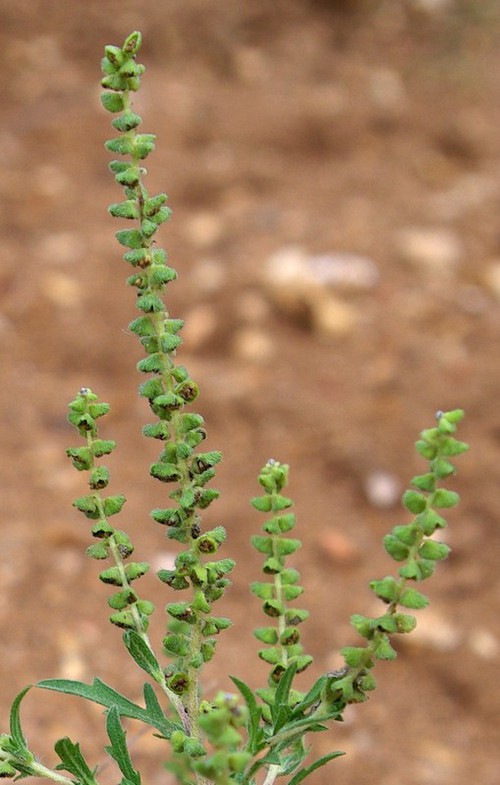 inflorescence mâle