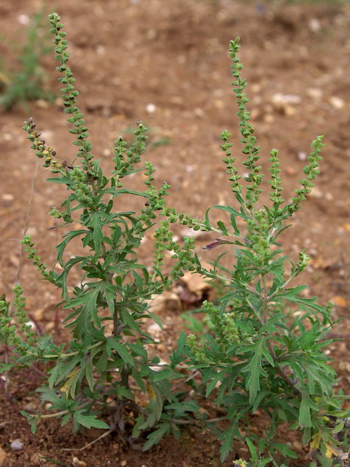 Plante entière