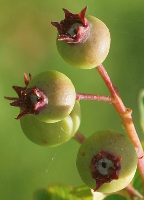 détail fruit