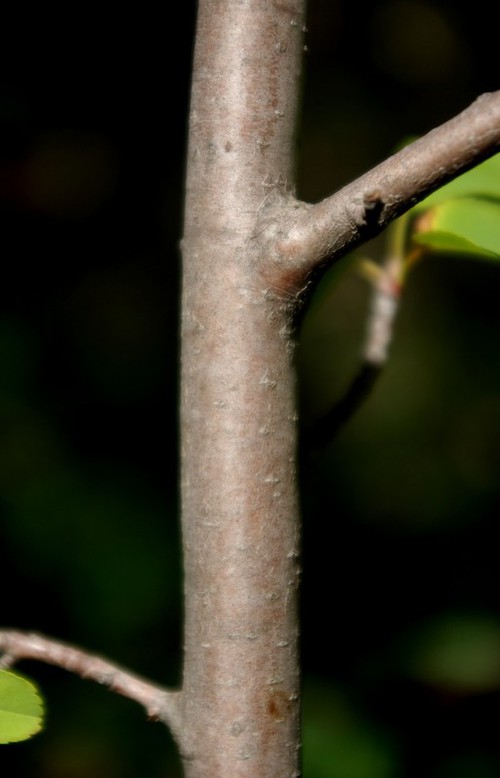 écorce